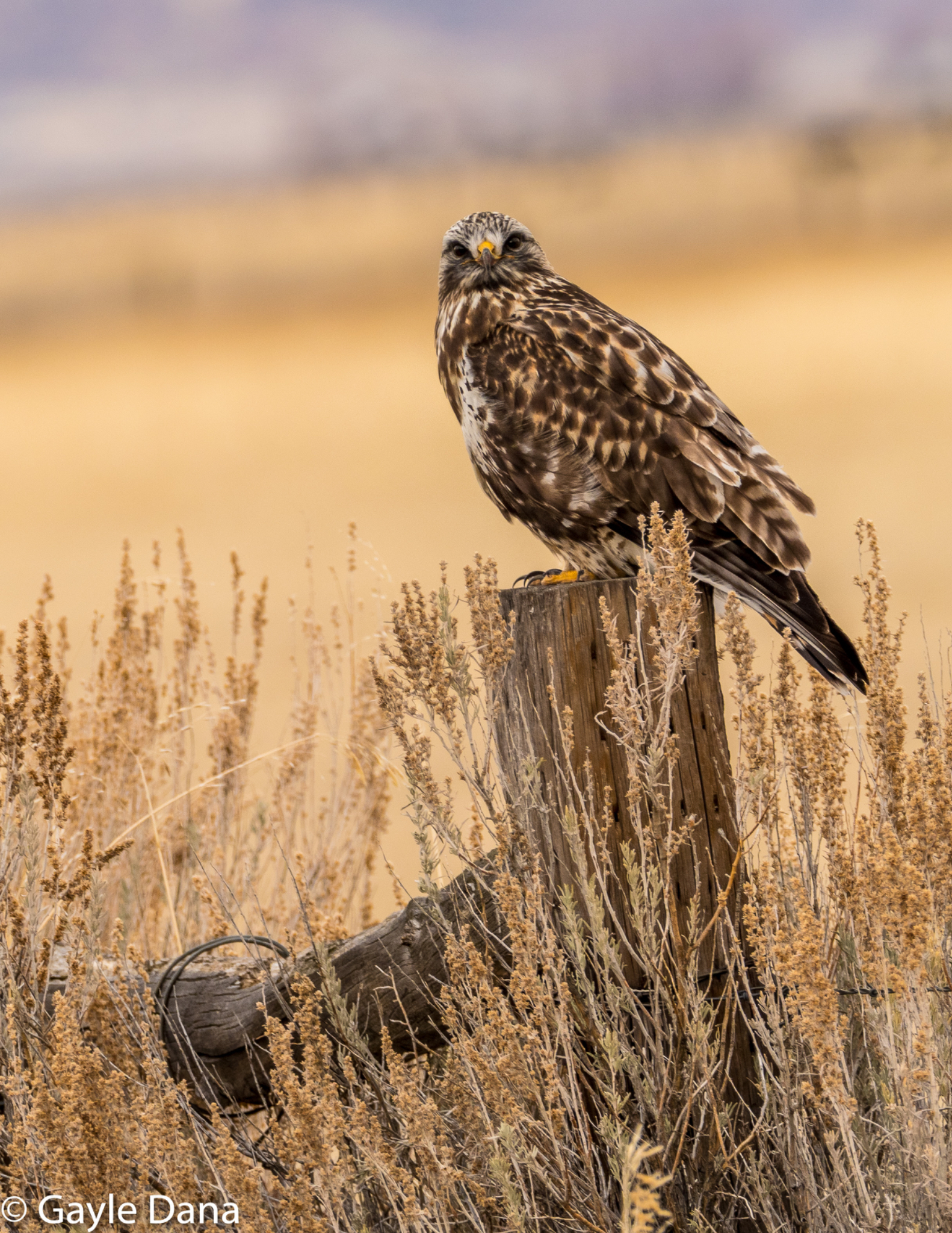 Rough Legged Hawk Hawk